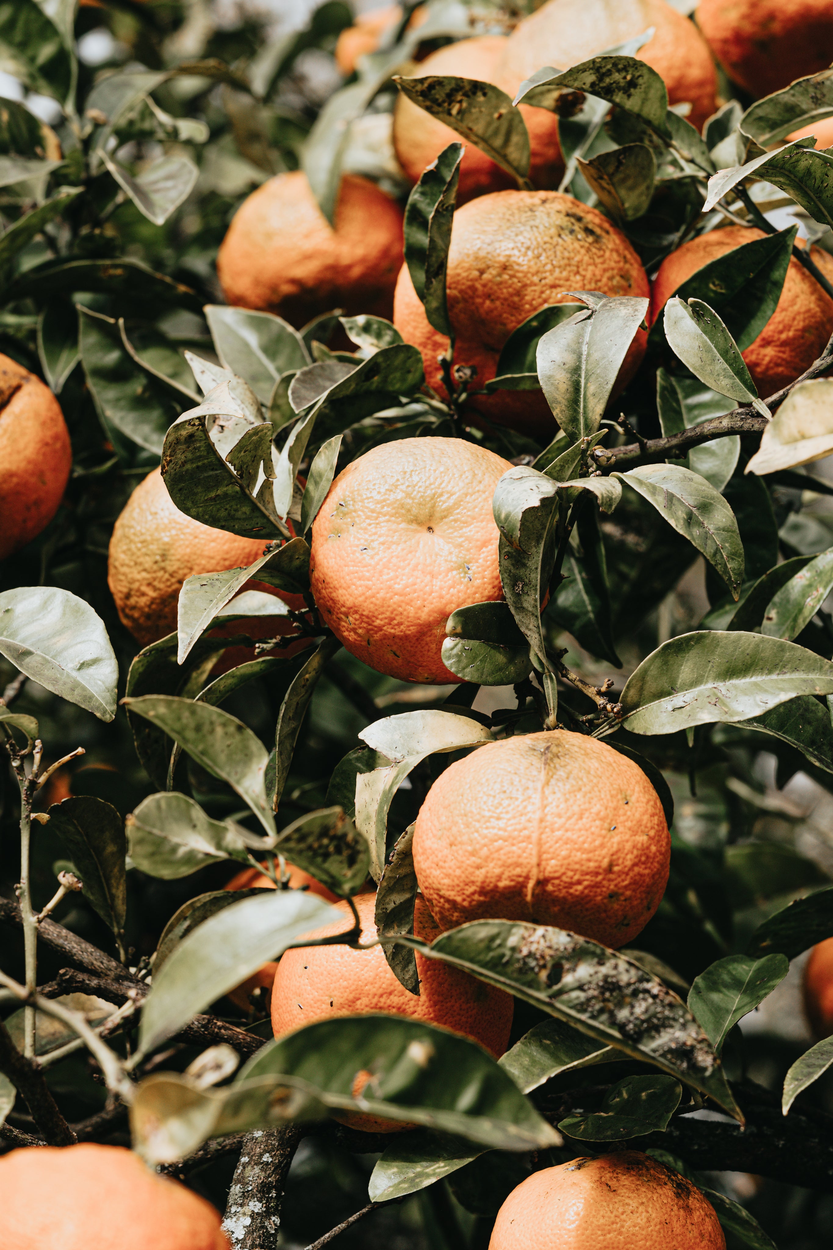 a-green-leafy-tree-with-ripe-oranges.jpg