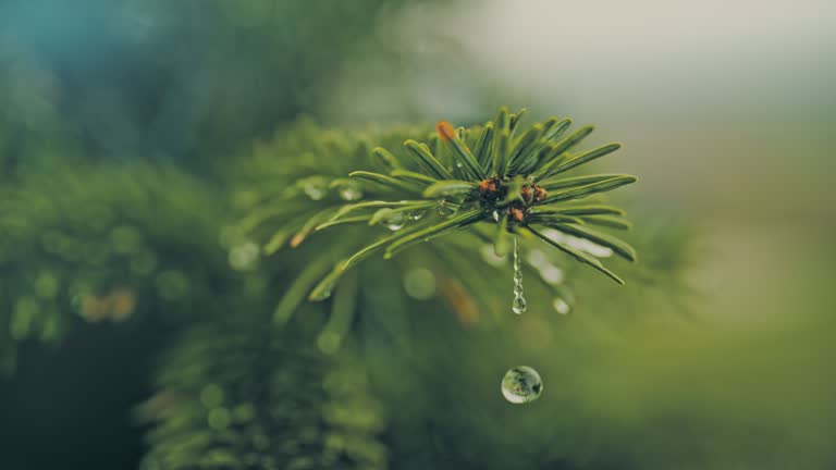 istockphoto-1479260385-640x640.jpg