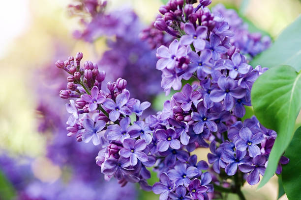 istockphoto-1479694921-612x612.jpg
