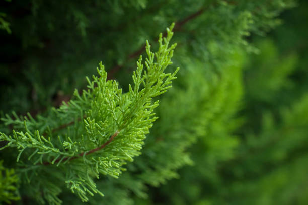 istockphoto-864518896-612x612.jpg