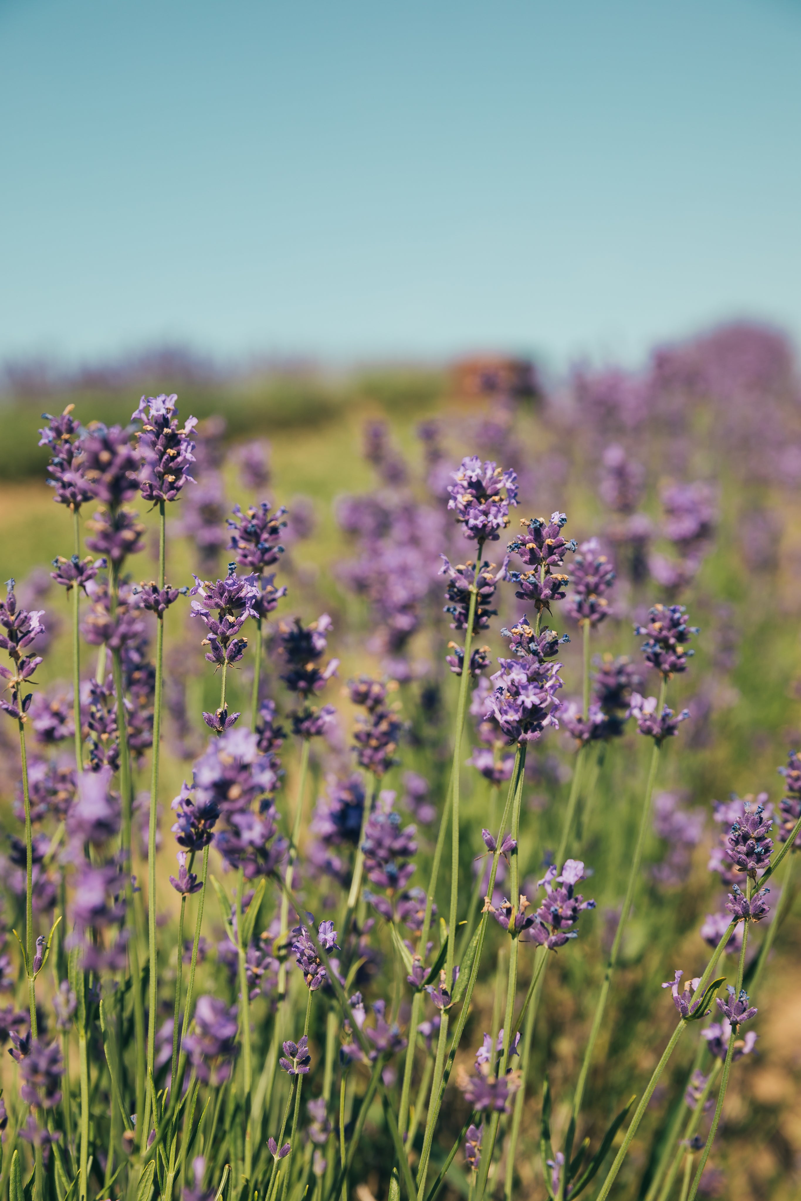 purple-and-beyond.jpg